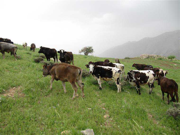 گله گاو روستا