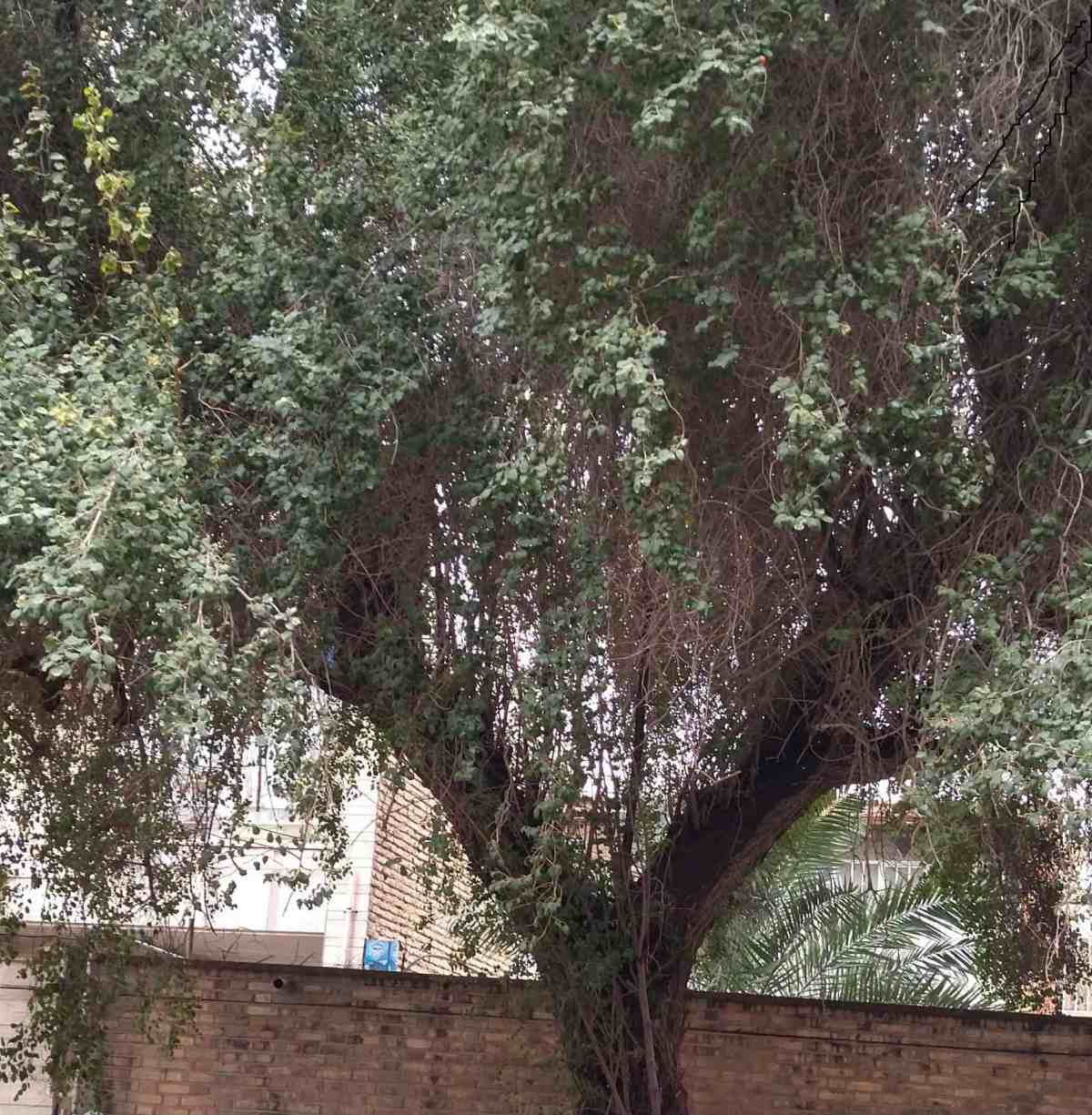 درخت کنار