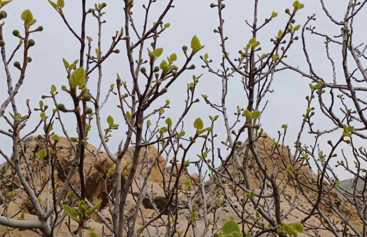 خوش‌بینیِ رشک‌برانگیر
