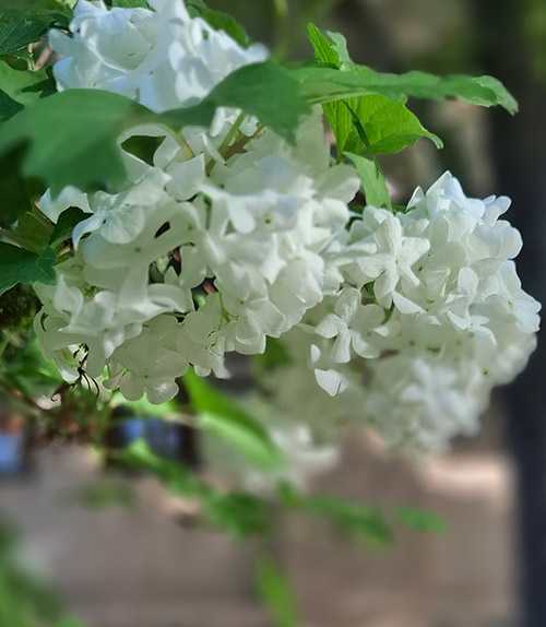 شکوفه‌های آمرود