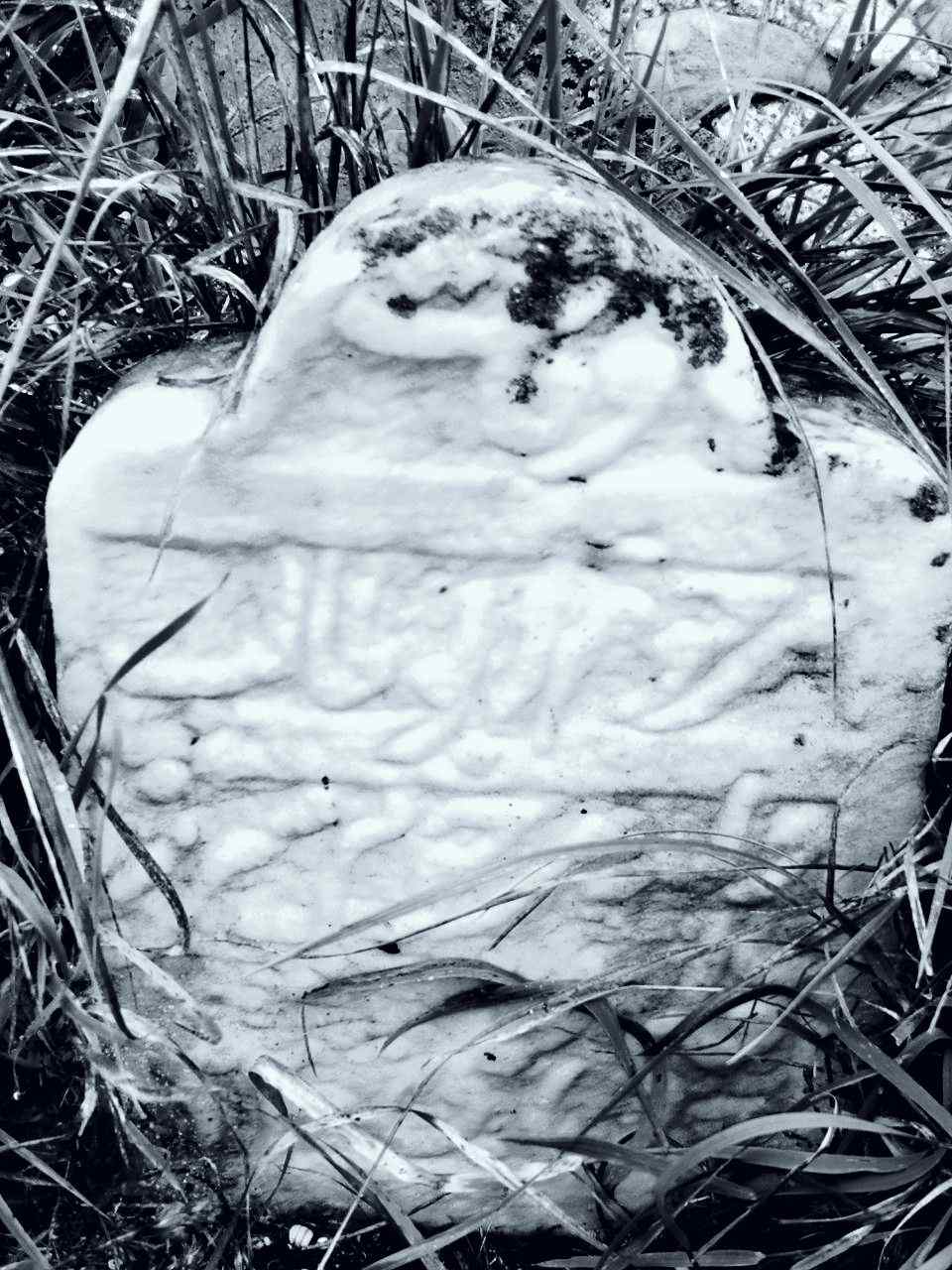 تصویری از قبری قدیمی که زیر سبزه و گیاهان پنهان مانده بود
