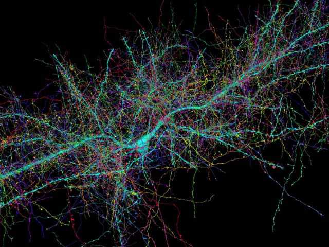 هر نورون یک مسیر برای هدایت پیام عصبی است