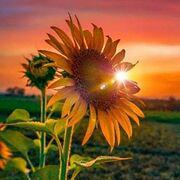 Aftabgardoon